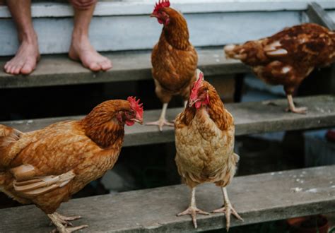 urban roosters|chickens in residential neighborhoods.